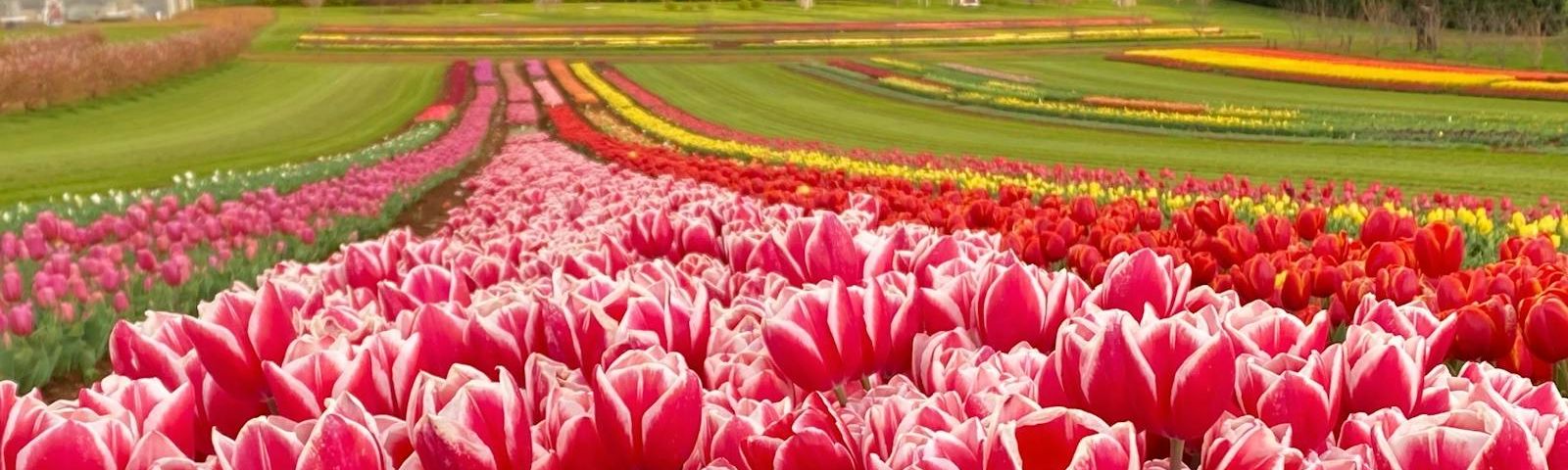 ĐI TÌM NÀNG THƠ NƯỚC ÚC