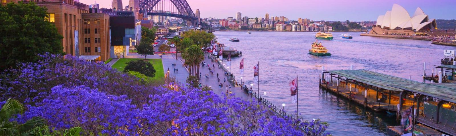 NGẤT NGÂY MÙA HOA PHƯỢNG TÍM NƯỚC ÚC