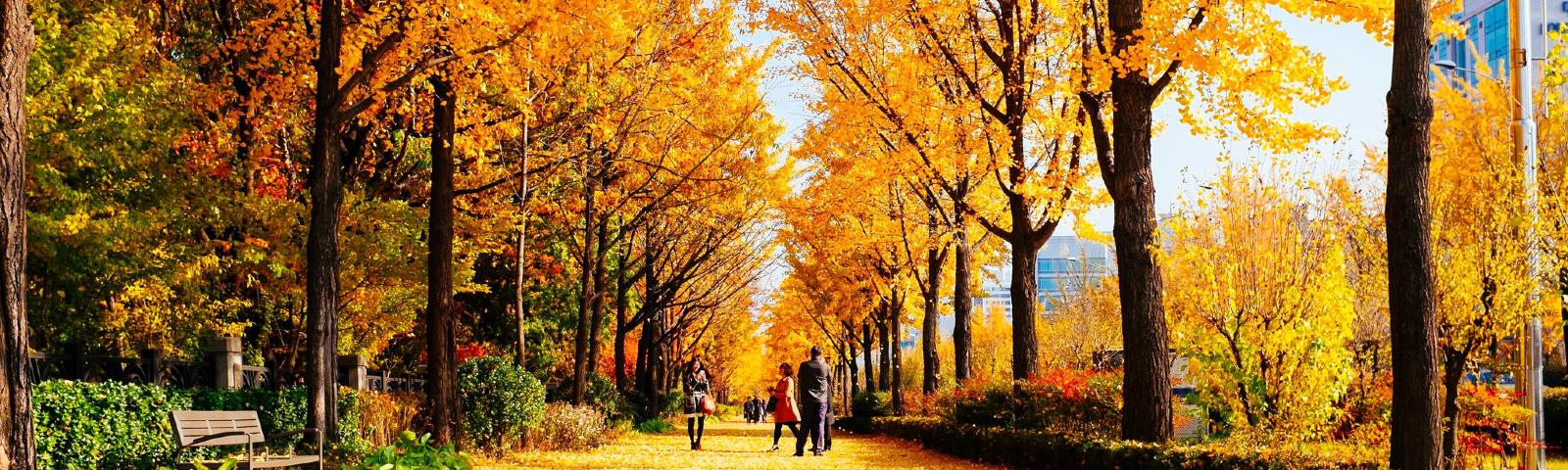 HÀN QUỐC – LÃNG MẠN SẮC THU VÀNG